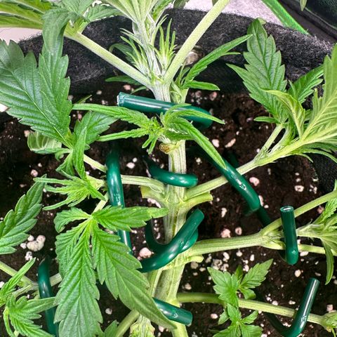 Auto Orange Bud growlog timeline photo