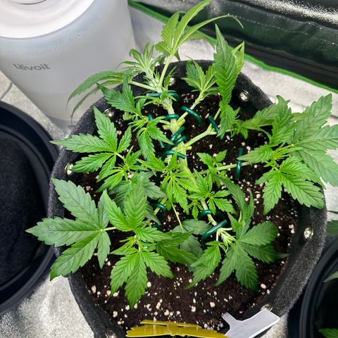 Auto Orange Bud growlog timeline photo