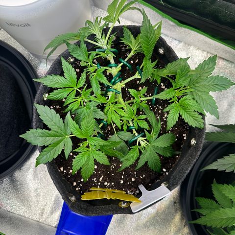 Auto Orange Bud growlog timeline photo