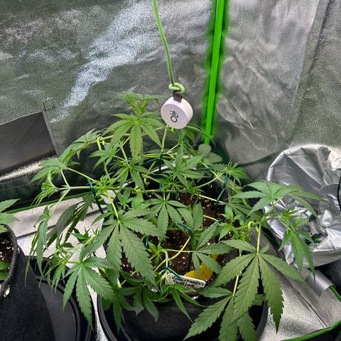 Watermelon Zkittlez Auto growlog timeline photo