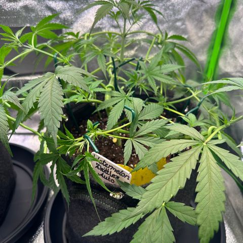 Watermelon Zkittlez Auto growlog timeline photo
