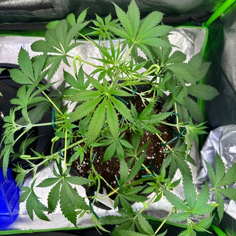 Watermelon Zkittlez Auto growlog timeline photo