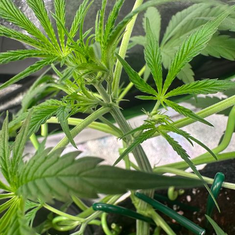 Watermelon Zkittlez Auto growlog timeline photo