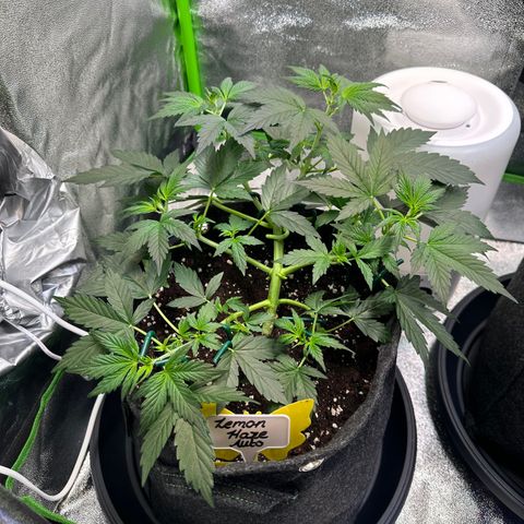 Lemon Haze Auto growlog timeline photo