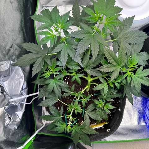 Lemon Haze Auto growlog timeline photo