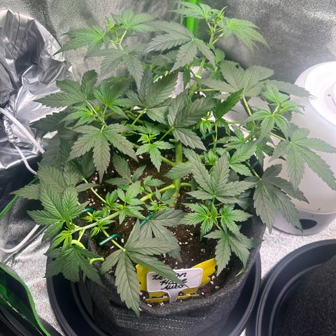 Lemon Haze Auto growlog timeline photo