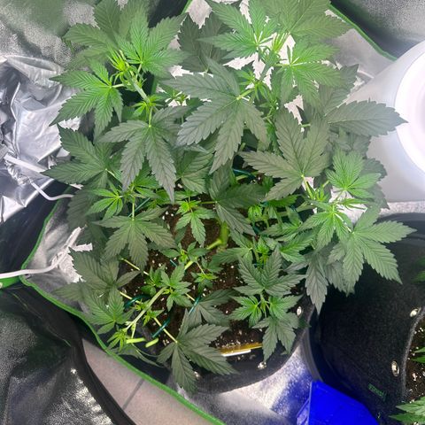 Lemon Haze Auto growlog timeline photo