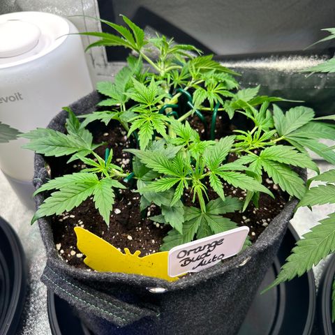 Auto Orange Bud growlog timeline photo