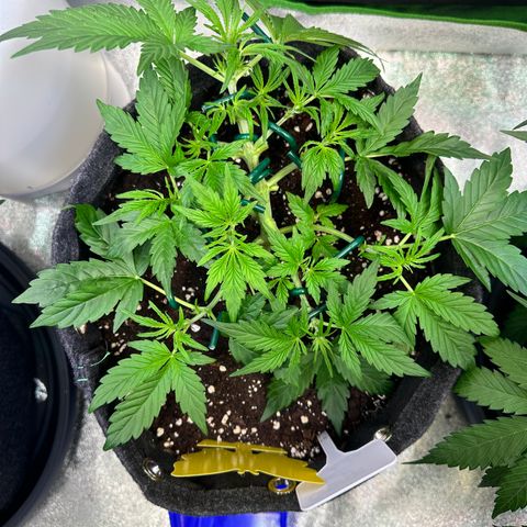 Auto Orange Bud growlog timeline photo