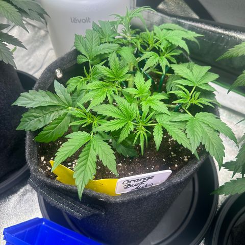 Auto Orange Bud growlog timeline photo