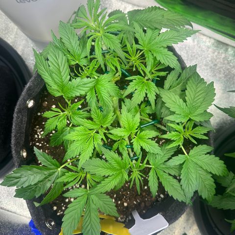 Auto Orange Bud growlog timeline photo