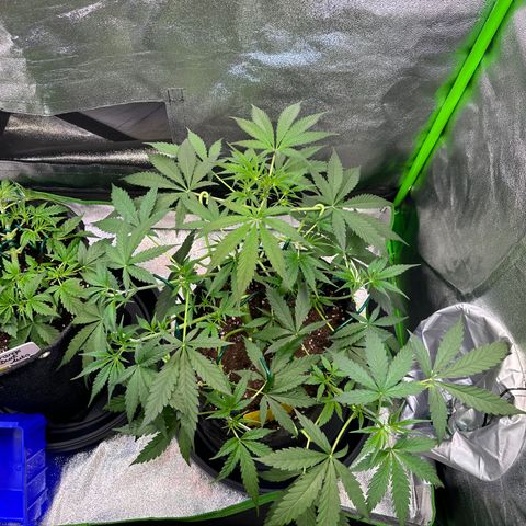 Watermelon Zkittlez Auto growlog timeline photo
