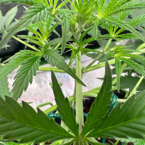 Watermelon Zkittlez Auto growlog timeline photo