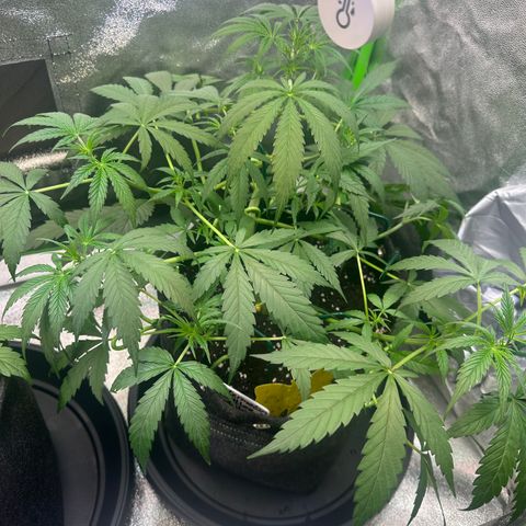 Watermelon Zkittlez Auto growlog timeline photo