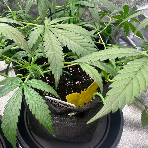 Watermelon Zkittlez Auto growlog timeline photo