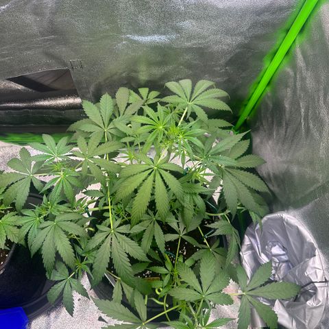 Watermelon Zkittlez Auto growlog timeline photo