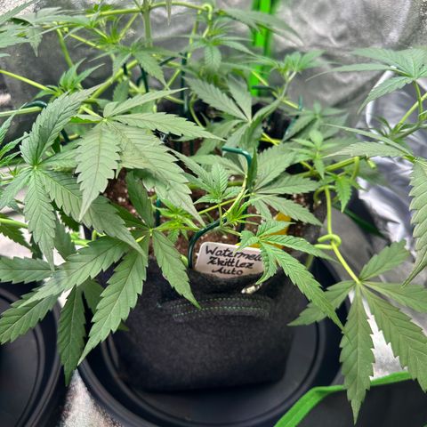 Watermelon Zkittlez Auto growlog timeline photo