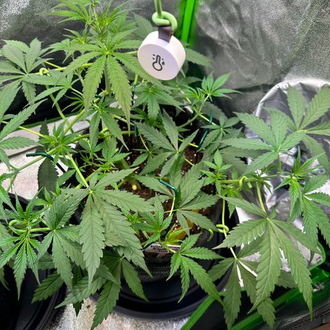 Watermelon Zkittlez Auto growlog timeline photo