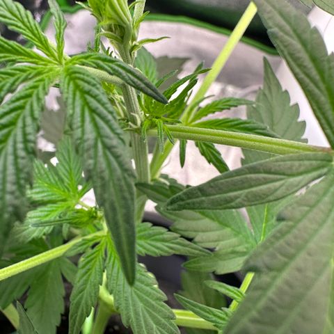 Lemon Haze Auto growlog timeline photo
