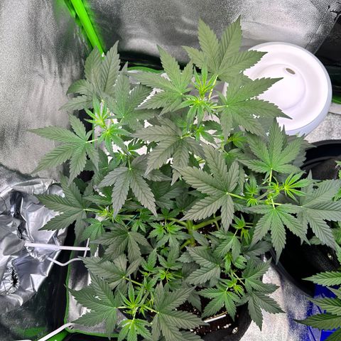 Lemon Haze Auto growlog timeline photo