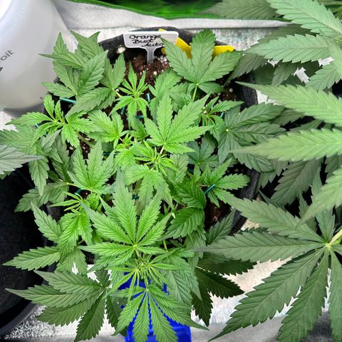 Auto Orange Bud growlog timeline photo