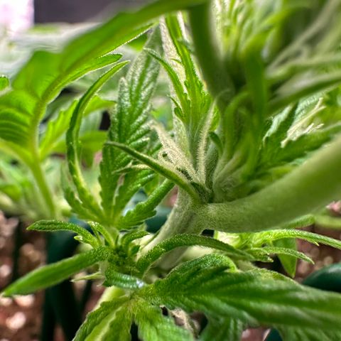 Auto Orange Bud growlog timeline photo