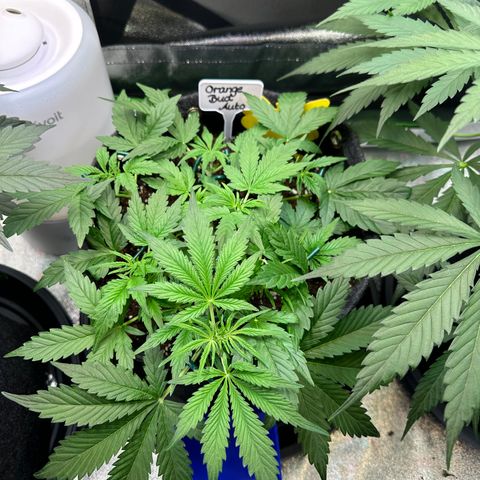 Auto Orange Bud growlog timeline photo