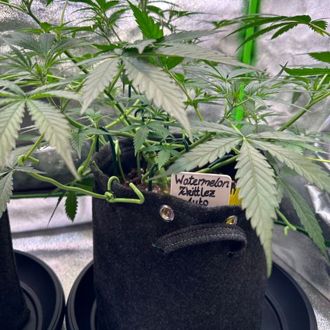 Watermelon Zkittlez Auto growlog timeline photo