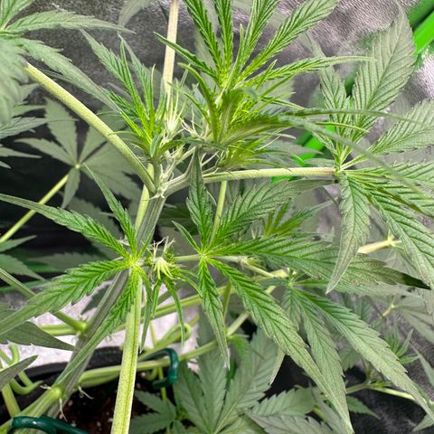 Watermelon Zkittlez Auto growlog timeline photo
