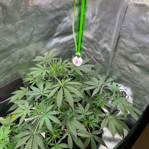 Watermelon Zkittlez Auto growlog timeline photo