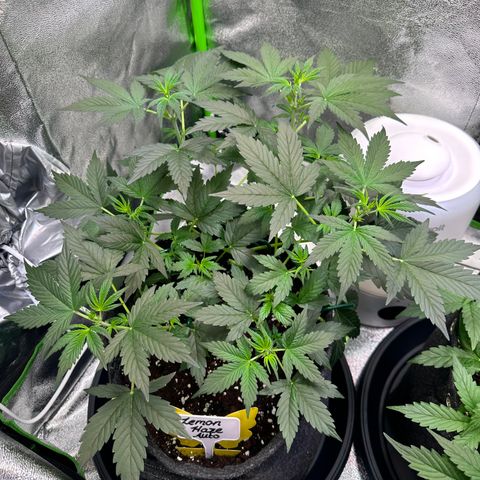 Lemon Haze Auto growlog timeline photo