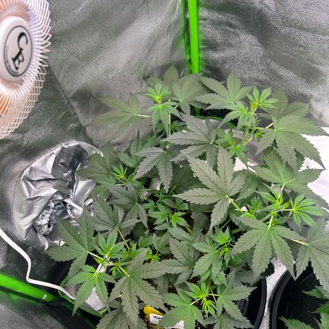 Lemon Haze Auto growlog timeline photo