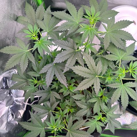 Lemon Haze Auto growlog timeline photo