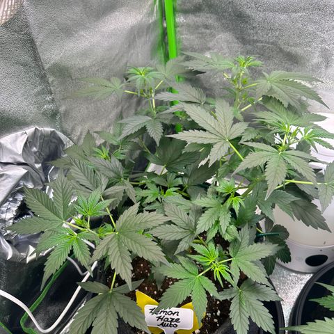 Lemon Haze Auto growlog timeline photo