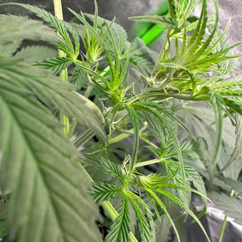 Watermelon Zkittlez Auto growlog timeline photo