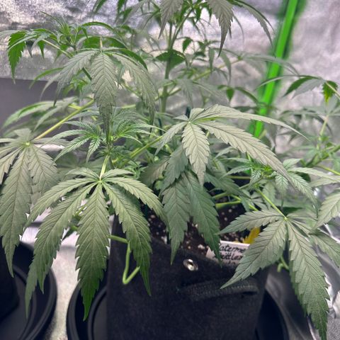 Watermelon Zkittlez Auto growlog timeline photo