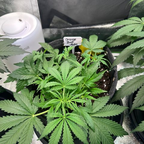 Auto Orange Bud growlog timeline photo
