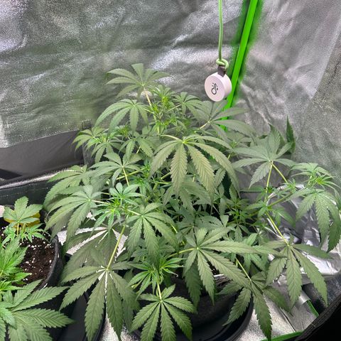 Watermelon Zkittlez Auto growlog timeline photo