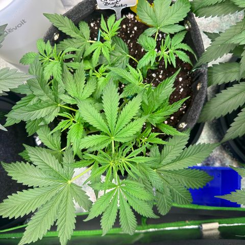 Auto Orange Bud growlog timeline photo