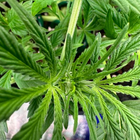 Auto Orange Bud growlog timeline photo