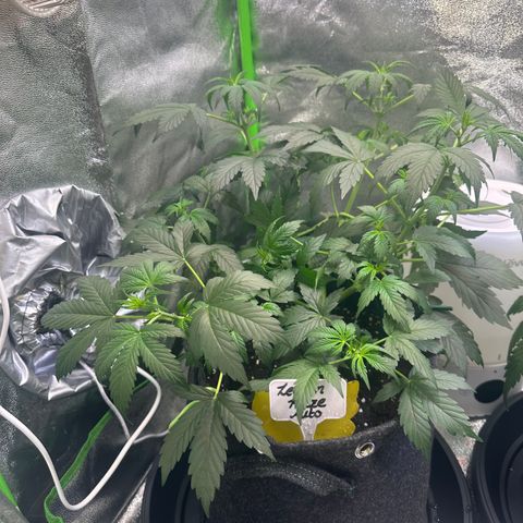 Lemon Haze Auto growlog timeline photo