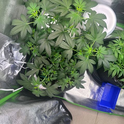 Lemon Haze Auto growlog timeline photo