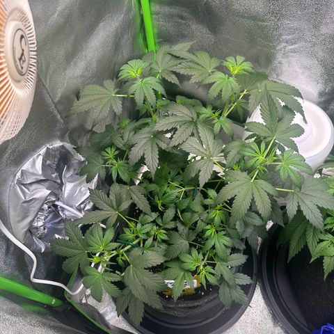 Lemon Haze Auto growlog timeline photo