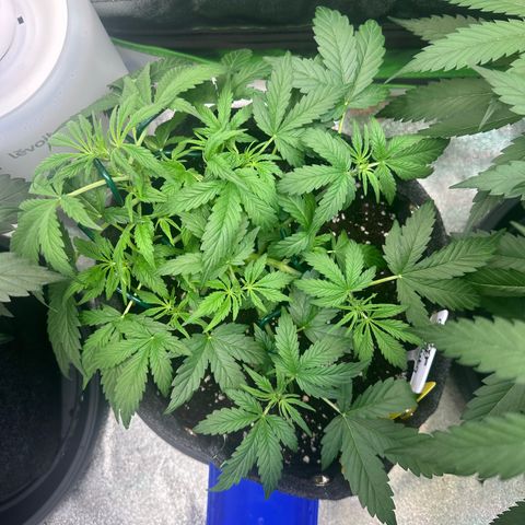 Auto Orange Bud growlog timeline photo