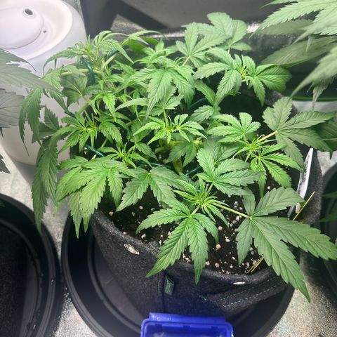 Auto Orange Bud growlog timeline photo