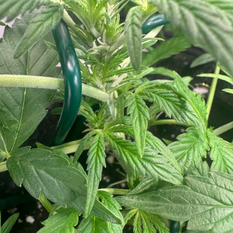 Auto Orange Bud growlog timeline photo