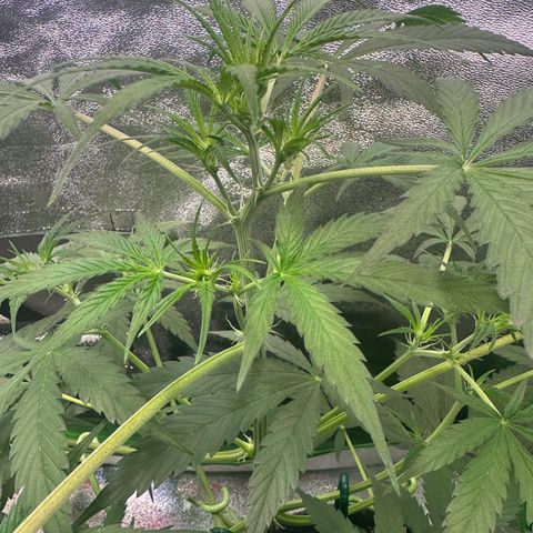 Watermelon Zkittlez Auto growlog timeline photo