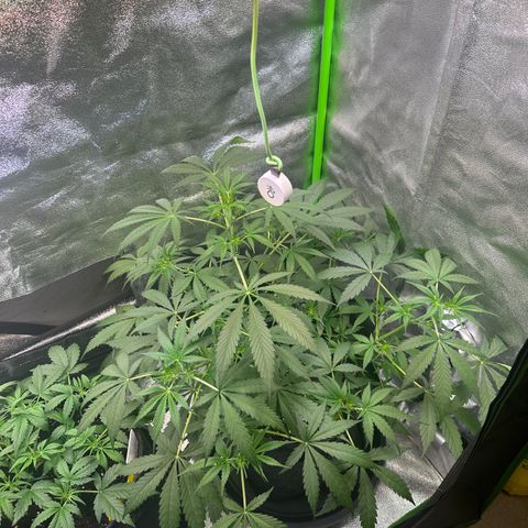 Watermelon Zkittlez Auto growlog timeline photo