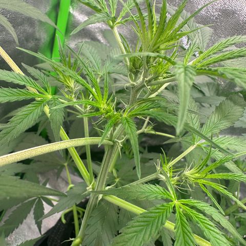 Watermelon Zkittlez Auto growlog timeline photo