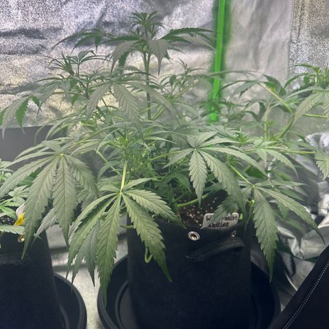 Watermelon Zkittlez Auto growlog timeline photo